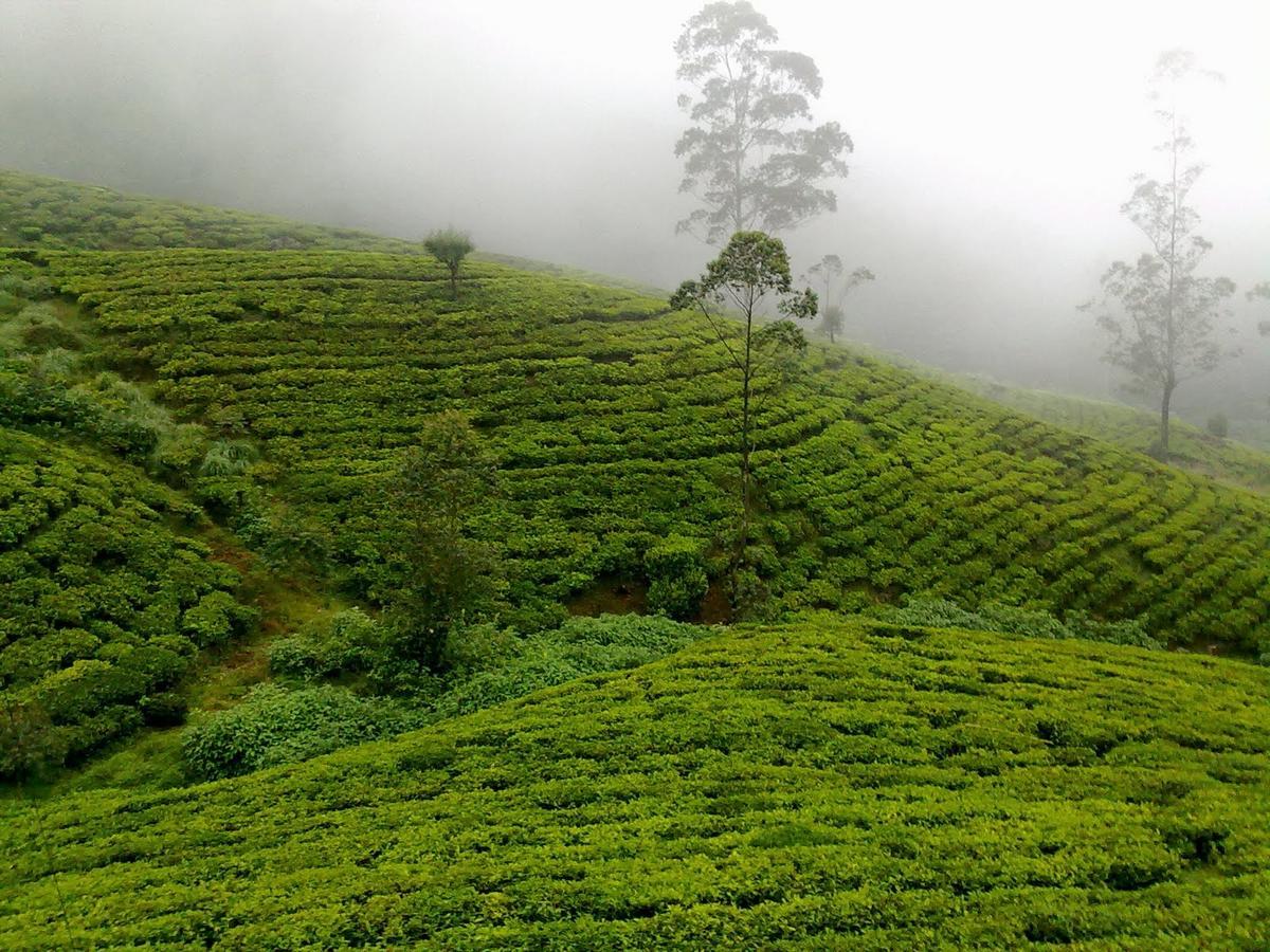 Kirula Green Hotel Nuwara Eliya Dış mekan fotoğraf